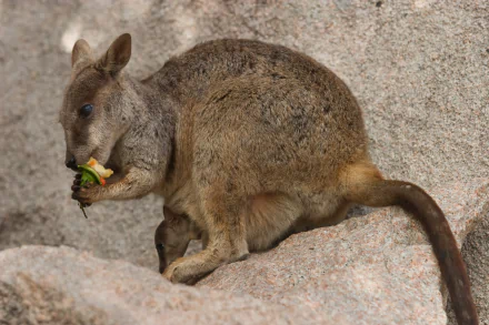 HD desktop wallpaper of a rock wallaby eating vegetation against a rocky background, showcasing the animal's textured fur and natural habitat.