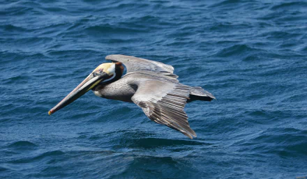 A pelican glides low over deep blue water in this crisp 4K Ultra HD animal image, captured as a stunning PC desktop wallpaper and background.