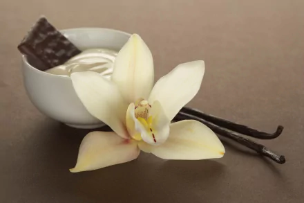 HD desktop wallpaper featuring a creamy dessert topped with chocolate, accompanied by a vanilla flower and vanilla pods on a brown background.