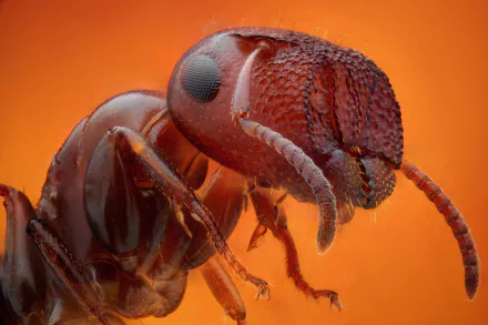 Macro close-up of a red ant on a vibrant orange backdrop, 2K Quad HD PC desktop wallpaper and background.