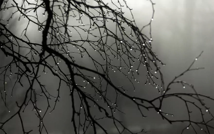 HD desktop wallpaper featuring sharp, silhouetted branches with water droplets against a soft, grey misty background.