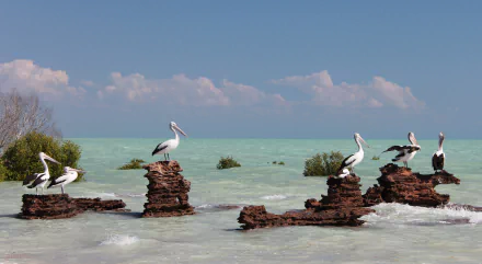 HD PC desktop wallpaper of pelicans perched on rocky formations in calm turquoise waters under a partly cloudy sky.