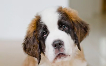 dog puppy Animal St. Bernard HD Desktop Wallpaper | Background Image