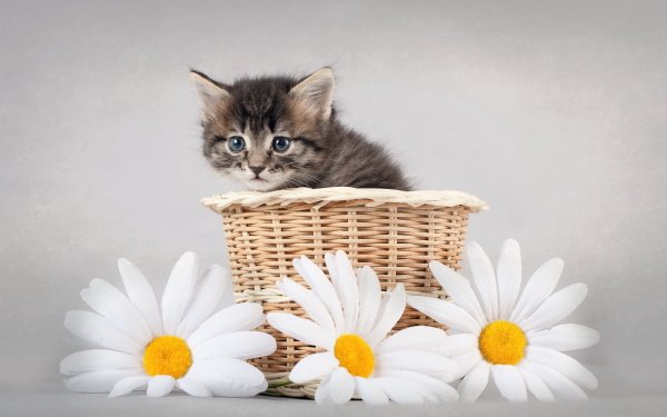 Animal Cat Cats HD Wallpaper | Background Image