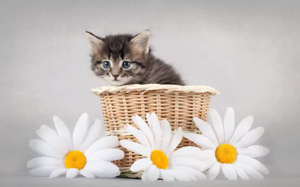 HD PC desktop wallpaper shows a fluffy kitten sitting inside a wicker basket surrounded by three white daisies on a soft gray background.