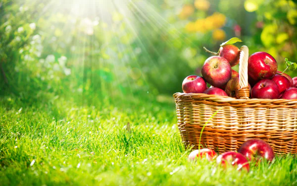 A vibrant basket of fresh apples sits on lush green grass, illuminated by sunlight, creating a cheerful ambiance in this 4K Ultra HD desktop wallpaper.