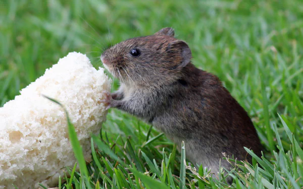 Animal mouse HD Desktop Wallpaper | Background Image