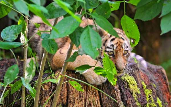 Animal Tiger Cats HD Wallpaper | Background Image