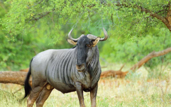 HD desktop wallpaper of a wildebeest standing in a green, grassy savannah with trees in the background.