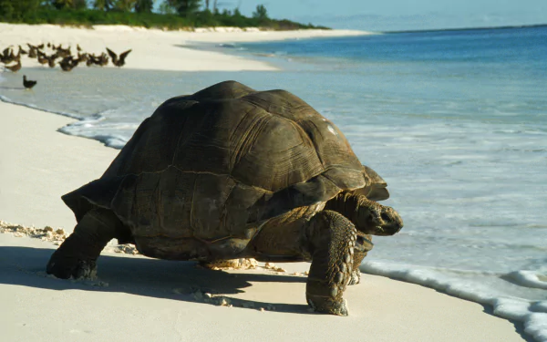 A tortoise walks along a sandy beach, with gentle waves lapping at its feet and birds in the background, creating a serene animal scene for a vibrant HD desktop wallpaper.