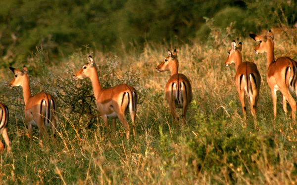 Impala Animal HD Desktop Wallpaper | Background Image