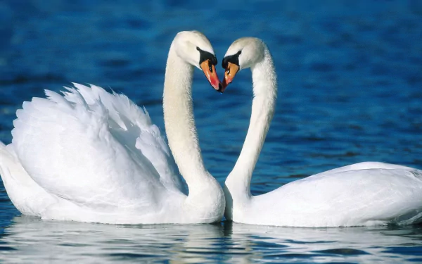 Two graceful mute swans swim close together in tranquil waters, forming a heart shape with their necks. This serene image serves as a stunning HD desktop wallpaper and background.