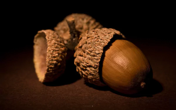 food acorn HD Desktop Wallpaper | Background Image
