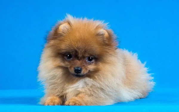 A fluffy Pomeranian puppy with a soft coat rests against a vibrant blue background, making for a charming HD desktop wallpaper and background.