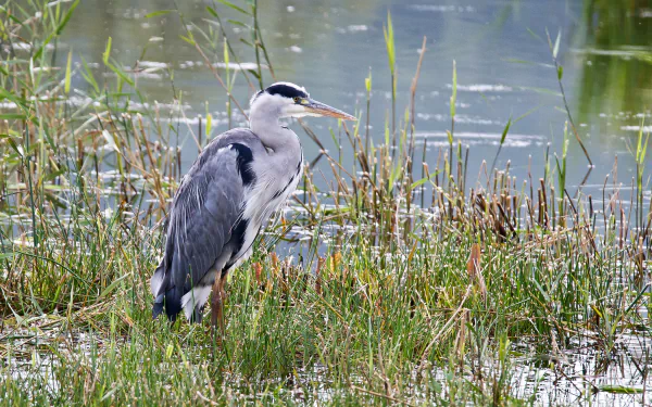 HD PC desktop wallpaper featuring a heron standing amidst marsh grasses by the water's edge, showcasing the natural habitat of this elegant bird.