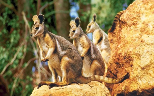 Animal Rock Wallaby Wallaby HD Wallpaper | Background Image