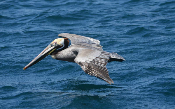 A pelican glides low over deep blue water in this crisp 4K Ultra HD animal image, captured as a stunning PC desktop wallpaper and background.