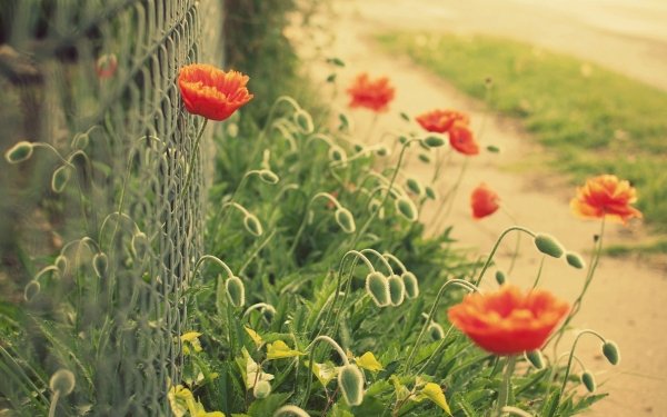 Earth Poppy Flowers HD Wallpaper | Background Image