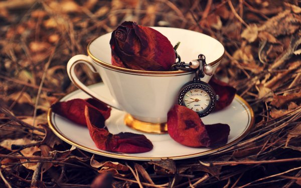 Photography Still Life HD Wallpaper | Background Image