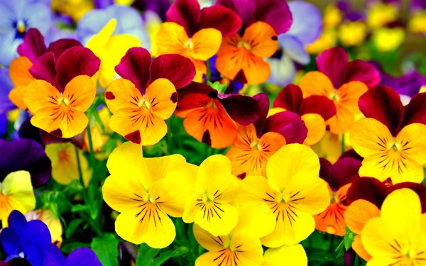 Earth Pansy Flowers HD Wallpaper | Background Image
