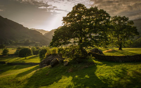 A serene sunset landscape featuring lush green fields and a prominent tree, illuminated by warm sunshine, captured in stunning 4K Ultra HD resolution.