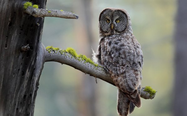 Animal Great grey owl Birds Owls Tawny Owl Owl Bird Moss HD Wallpaper | Background Image
