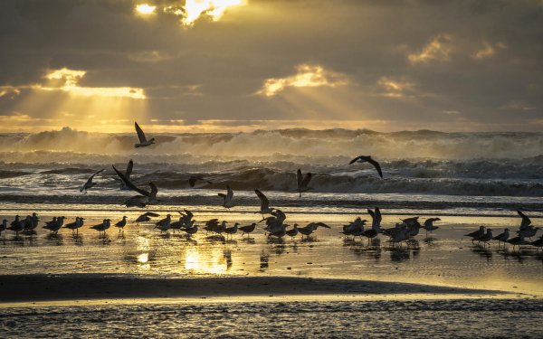 Animal Seagull Birds Seabirds Bird Sunrise Ocean Wave Beach HD Wallpaper | Background Image