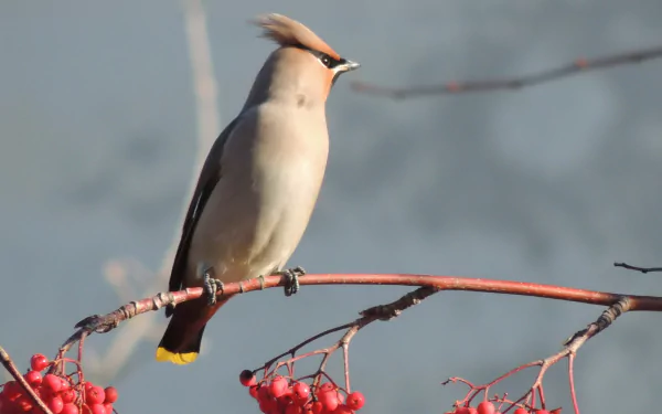 bird Animal cedar waxwing HD Desktop Wallpaper | Background Image