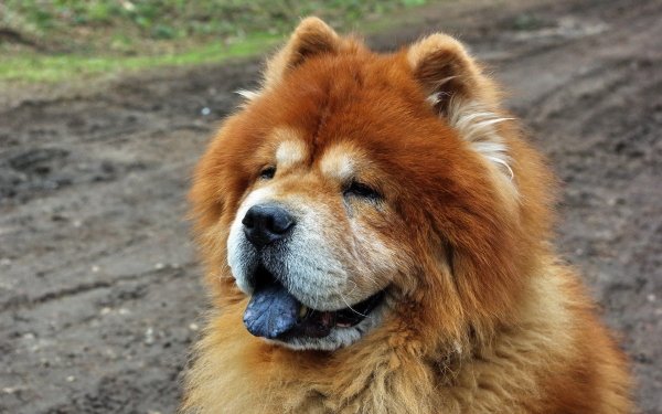 Animal Chow Chow Dogs HD Wallpaper | Background Image