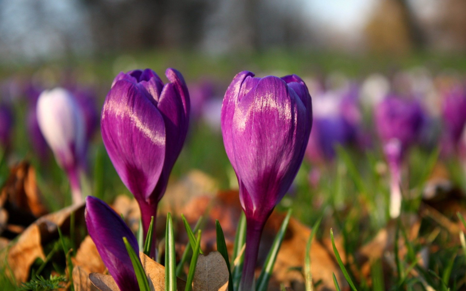 HD PC desktop wallpaper featuring vibrant purple crocus flowers blooming in a natural outdoor setting, highlighting the beauty of nature in spring.