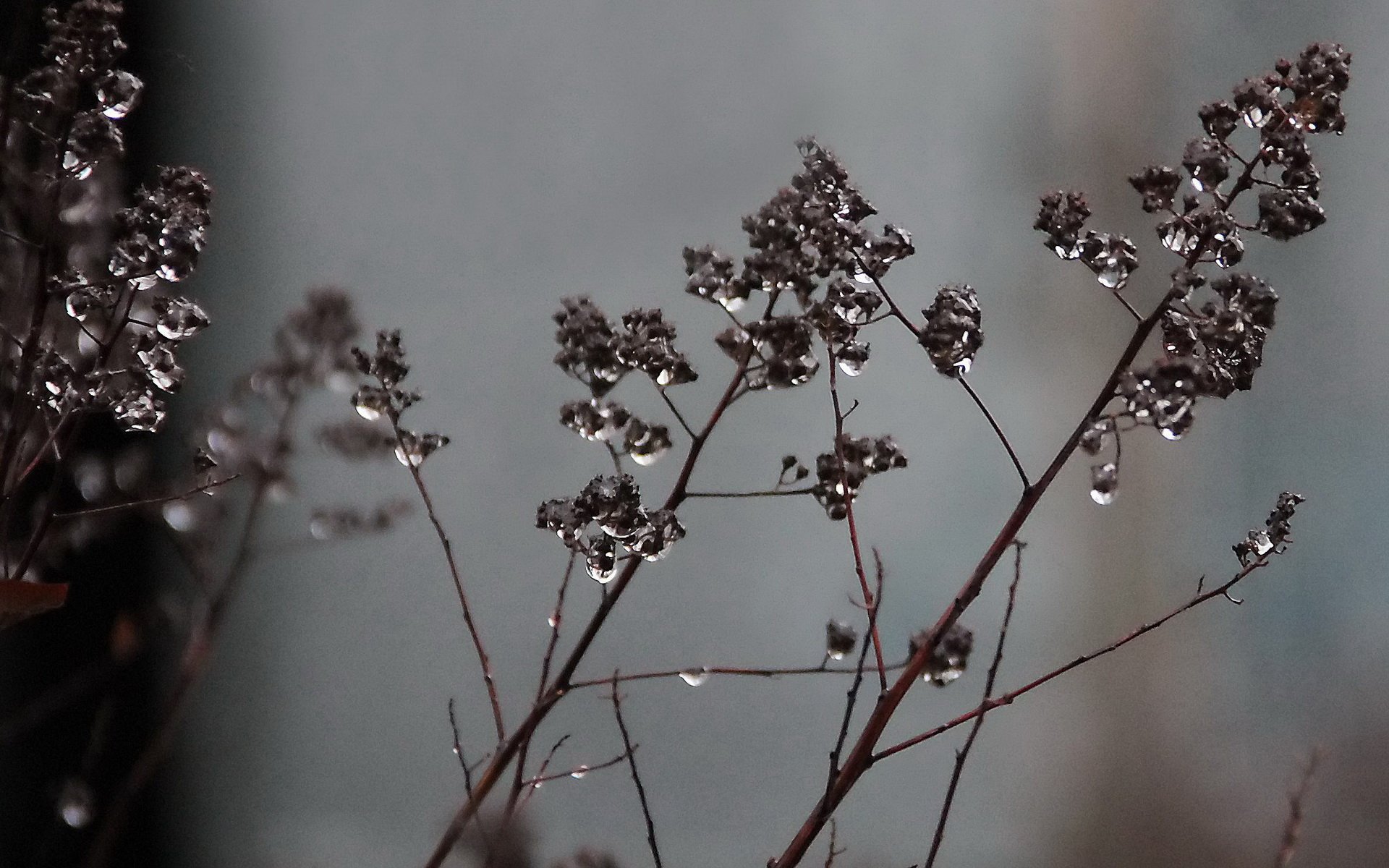 Download Nature Plant HD Wallpaper