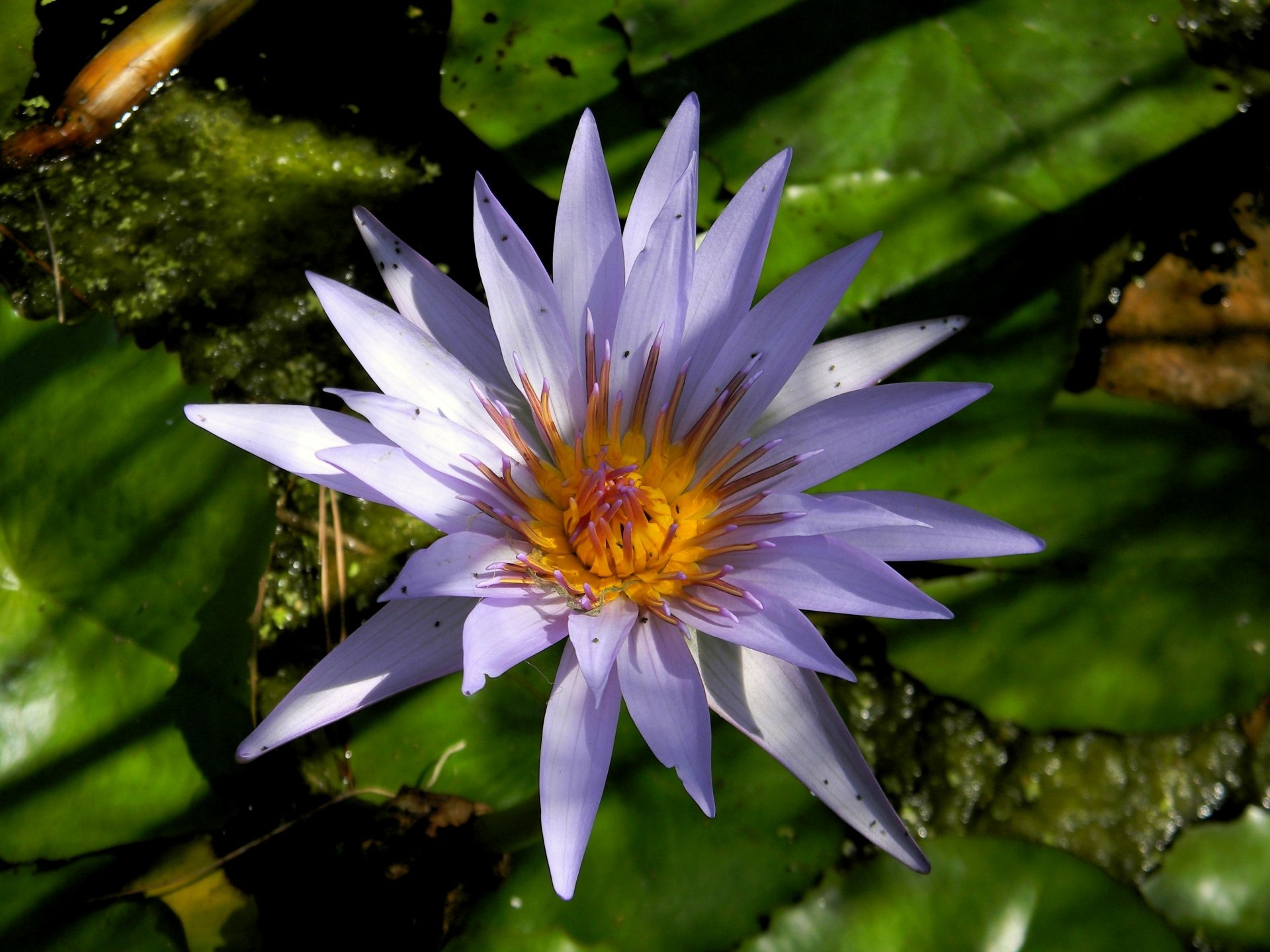 Download Flower Nature Water Lily 4k Ultra HD Wallpaper by dovah