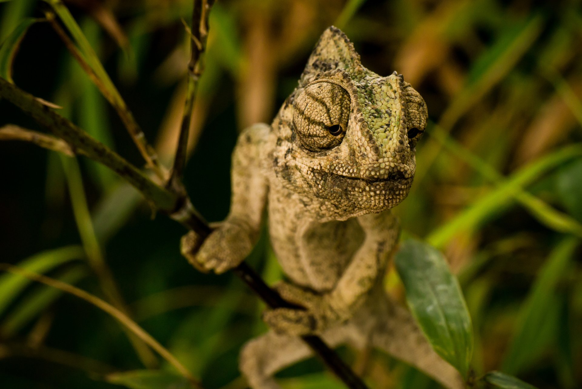 HD PC desktop wallpaper featuring a close-up of a chameleon blending into green foliage in its natural habitat.