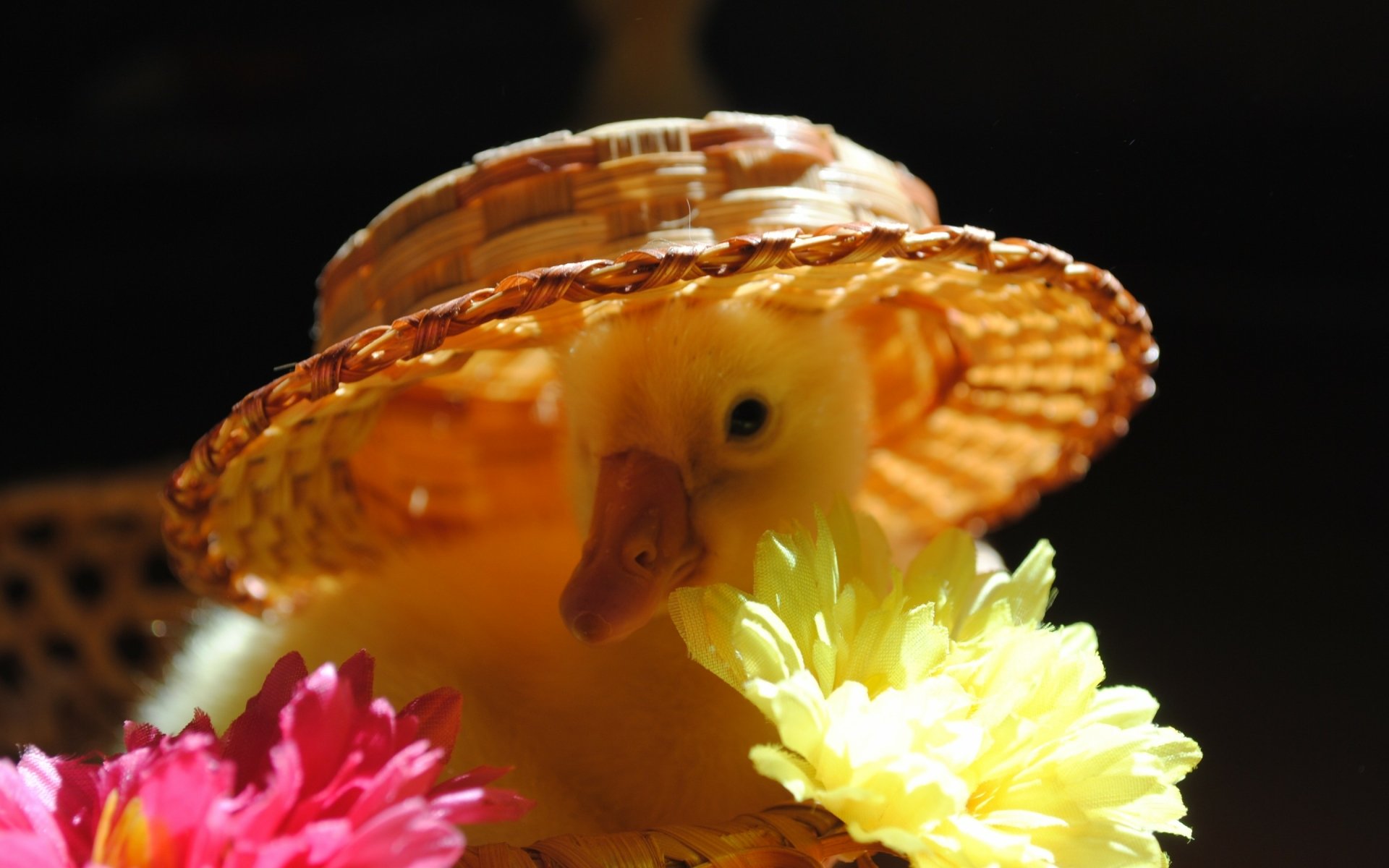 HD PC desktop wallpaper of a duckling wearing a woven hat, surrounded by vibrant pink and yellow flowers against a dark background.