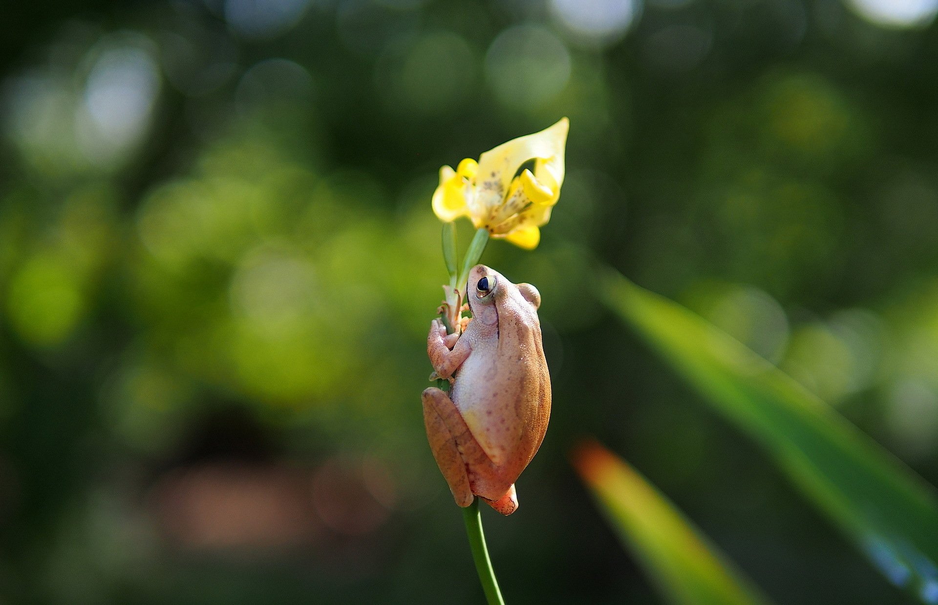 HD desktop wallpaper featuring a close-up of a frog clinging to a yellow flower against a blurred green natural background.
