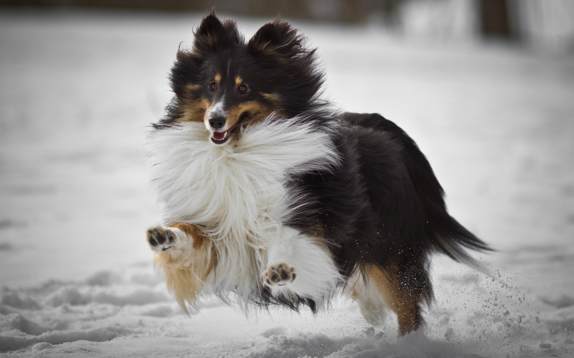 HD desktop wallpaper of a Rough Collie dog joyfully running in the snow, showcasing its fluffy coat and lively expression.