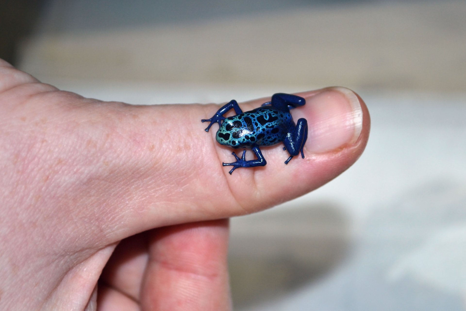 Stunning Poison Dart Frog In 4K Ultra HD Wallpaper
