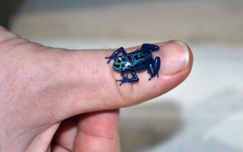 Preview Poison Dart Frogs