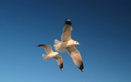Animal seagull HD Desktop Wallpaper | Background Image