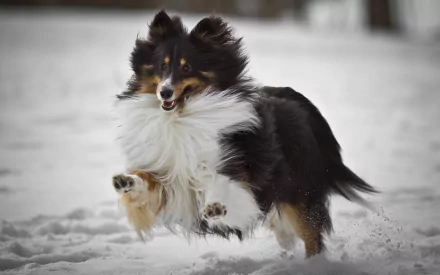 HD desktop wallpaper of a Rough Collie dog joyfully running in the snow, showcasing its fluffy coat and lively expression.