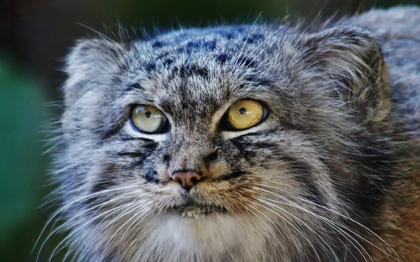 Animal pallas's cat HD Desktop Wallpaper | Background Image