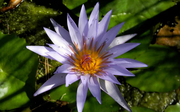 flower nature water lily HD Desktop Wallpaper | Background Image