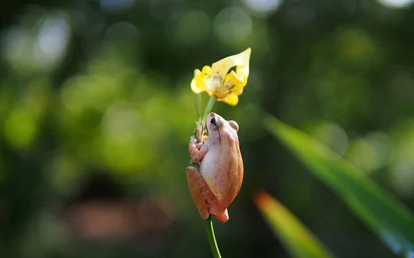 HD desktop wallpaper featuring a close-up of a frog clinging to a yellow flower against a blurred green natural background.