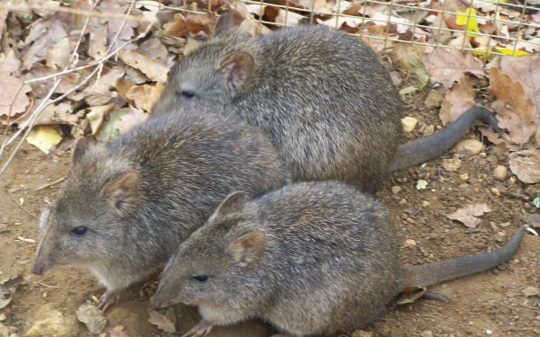 Animal potoroo HD Desktop Wallpaper | Background Image
