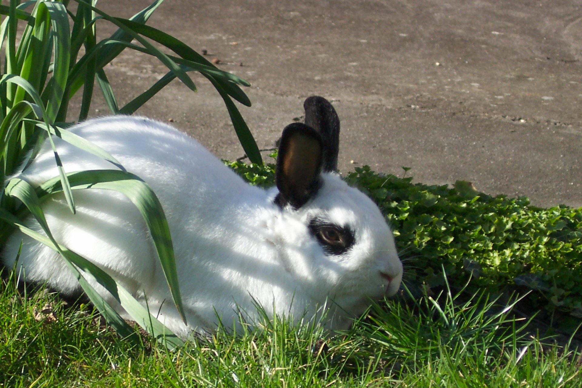 Titouille by misscrobenini