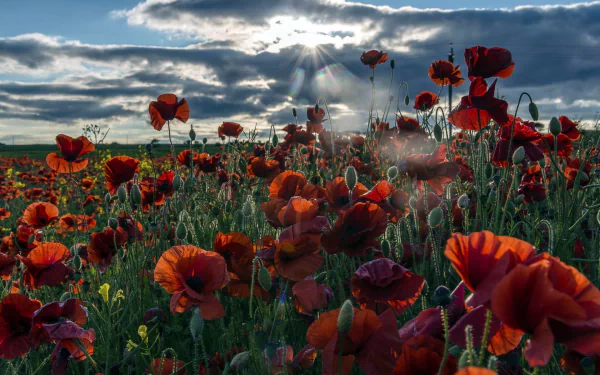 Vibrant red poppies bloom in a lush field under a dramatic sky, creating a stunning nature scene that makes for a captivating HD desktop wallpaper and background.