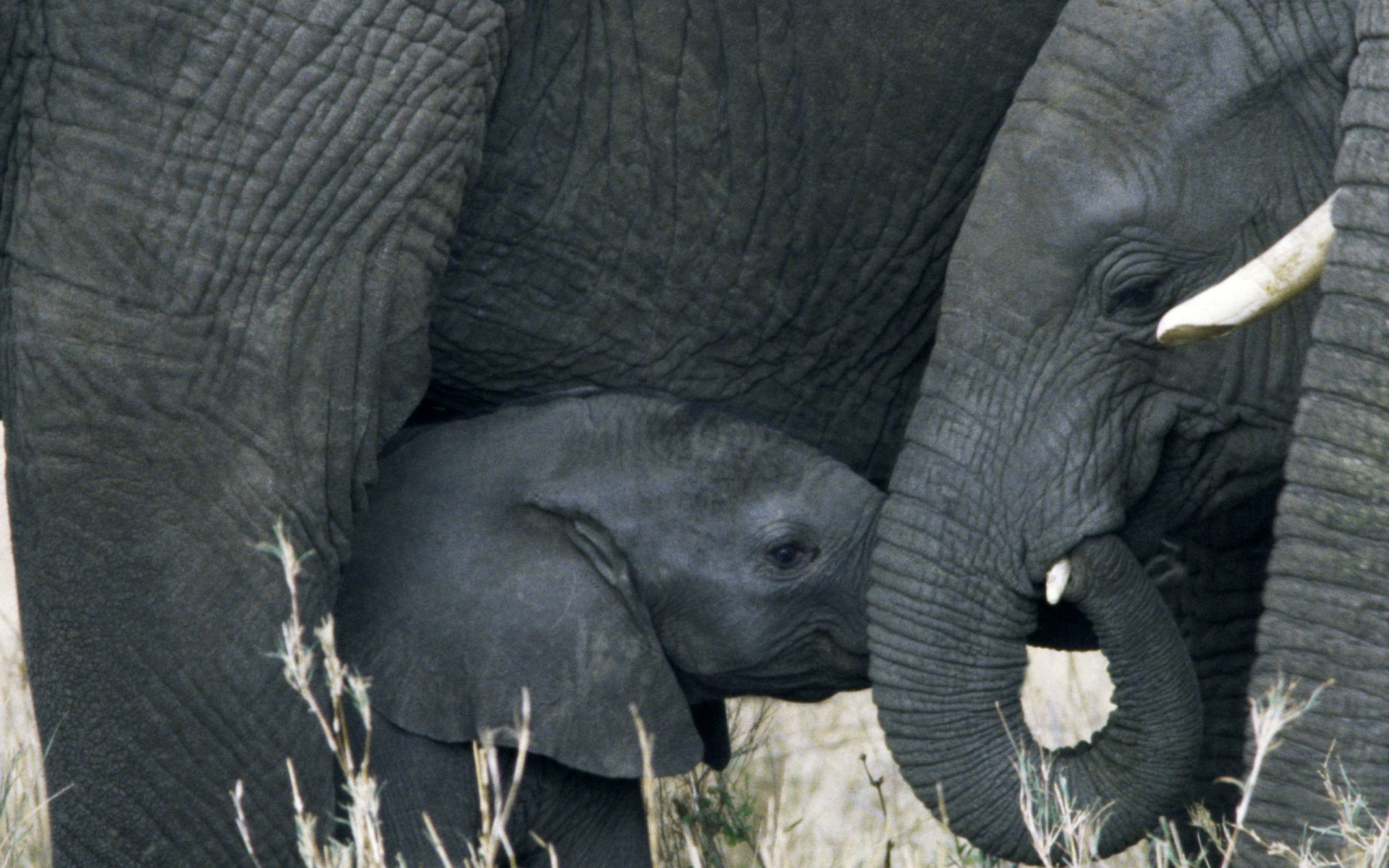 Close-up HD desktop wallpaper of an African bush elephant and its calf standing closely together in their natural habitat.
