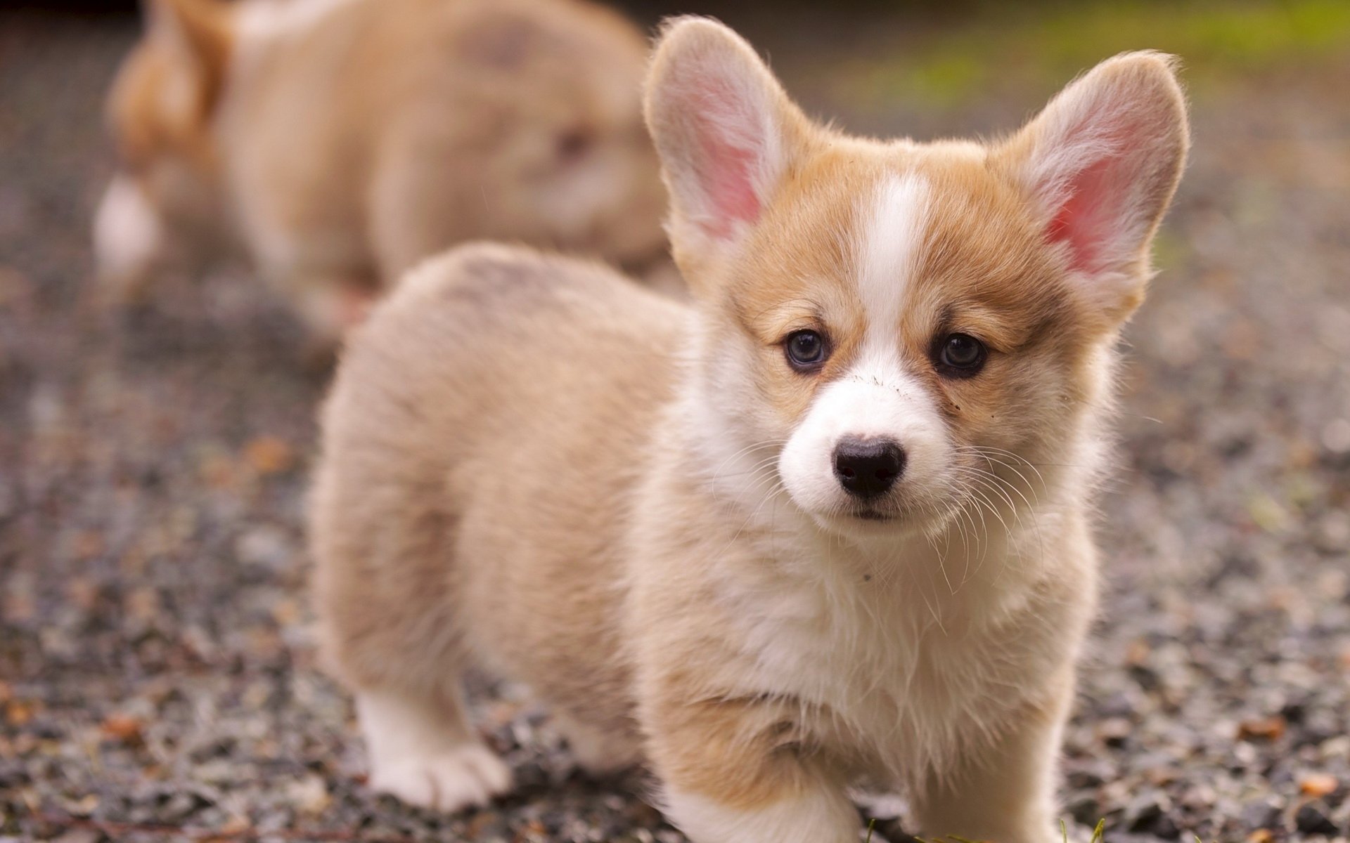 HD desktop wallpaper featuring an adorable corgi puppy standing on a gravel surface with another puppy blurred in the background.