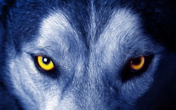 1070 Wolf Hd Wallpapers Hintergrunde Wallpaper Abyss