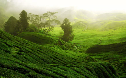 HD desktop wallpaper showcasing a lush, man-made tea plantation with vibrant green rows and misty hills in the background.